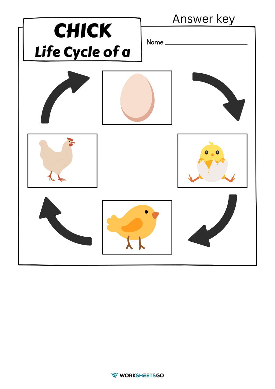 Chick Life Cycle Worksheets Answer Key