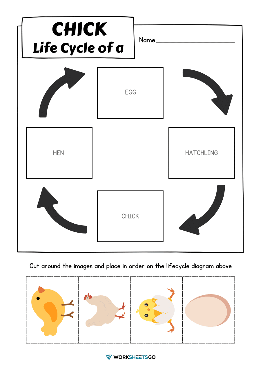 Chick Life Cycle Worksheets