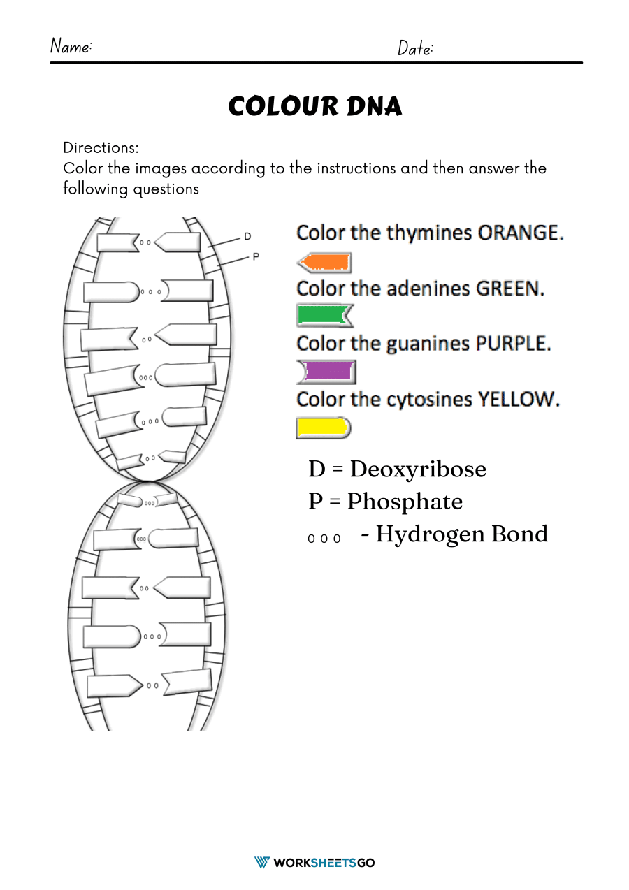 Color DNA Worksheets WorksheetsGO