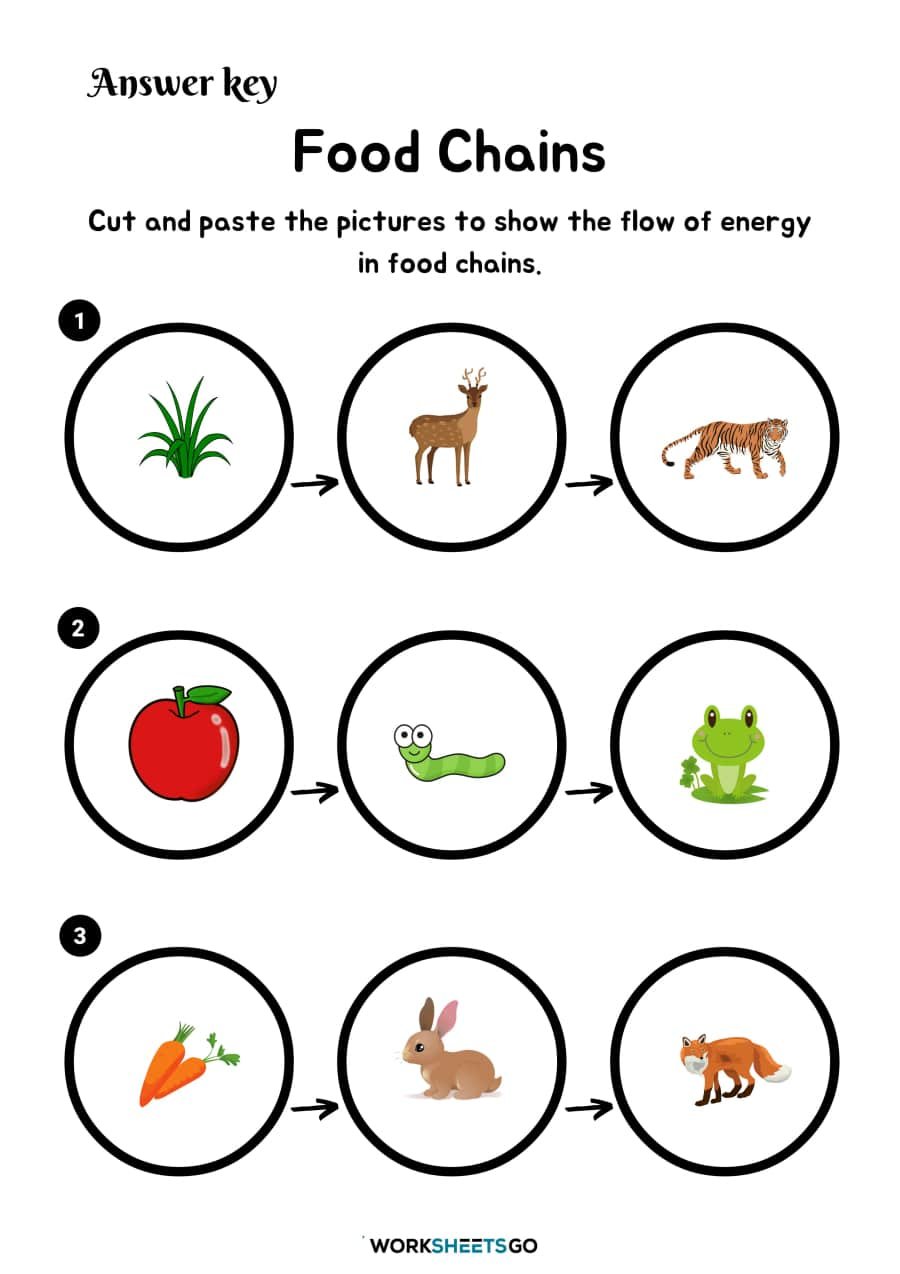 Food Chains Worksheets WorksheetsGO