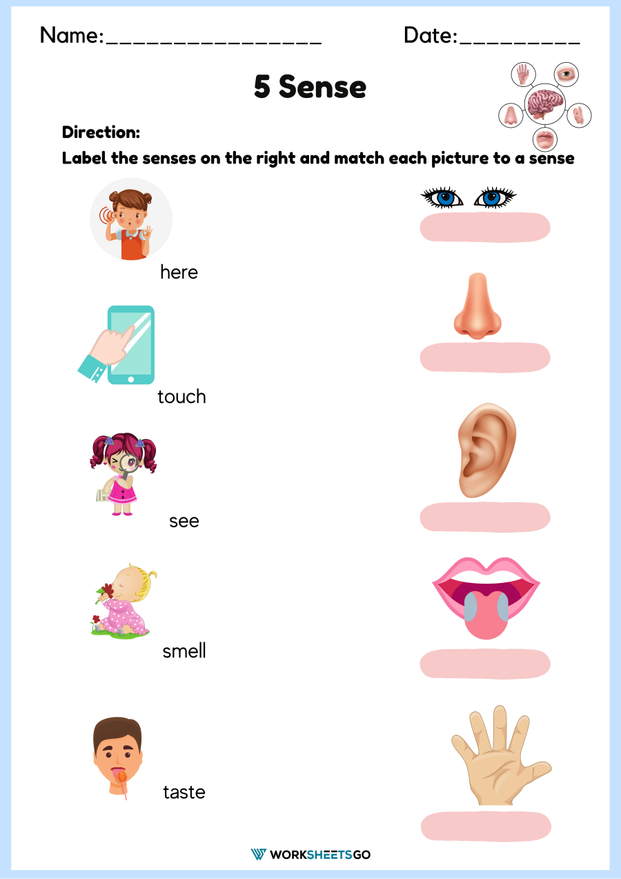 Five Senses Printable Free Printout For Kids 57 OFF