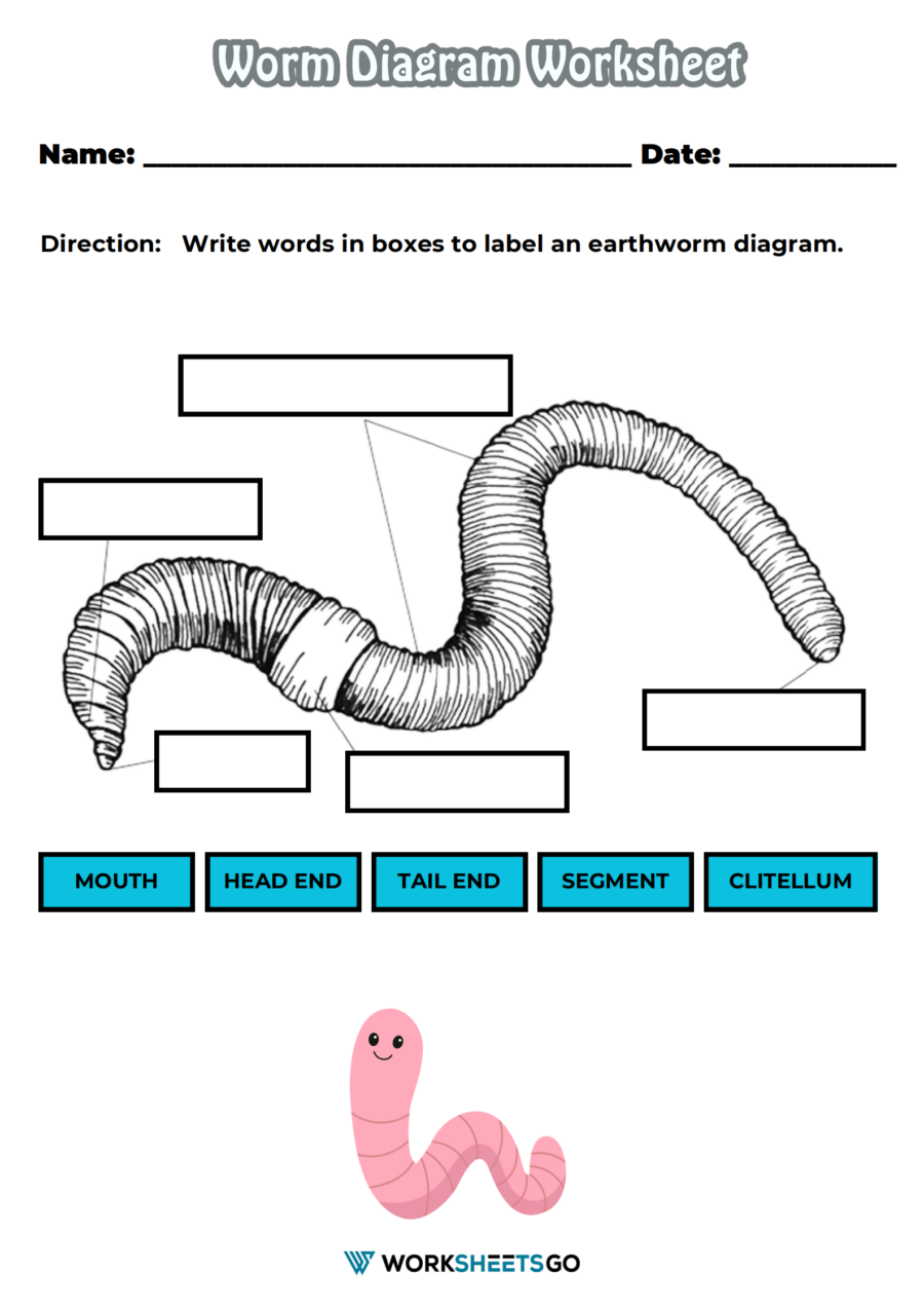 Worm Diagram Worksheet