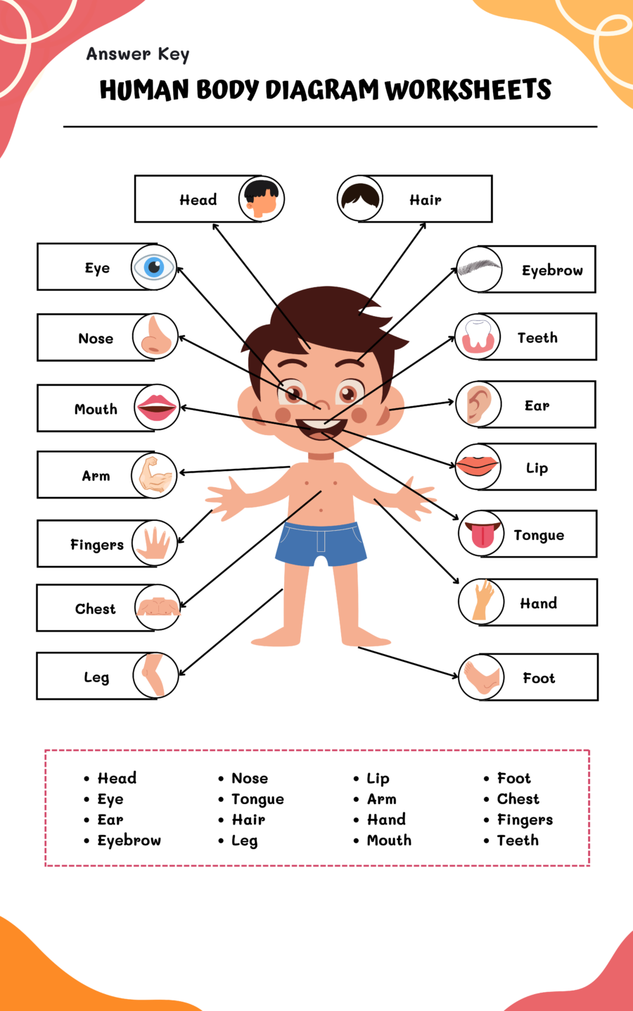 human diagram for kids